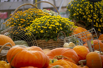 Plantes - couleurs d'automne